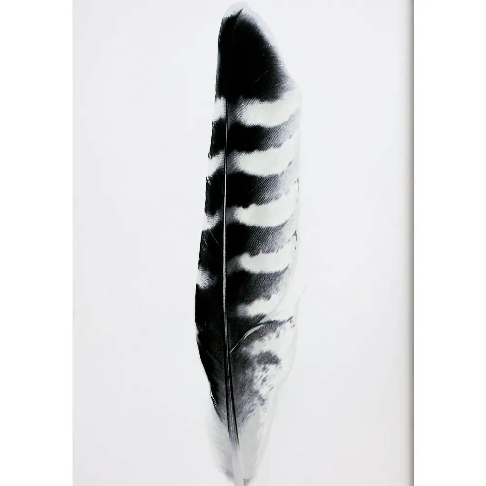 Chic Antique Bilderrahmen|Schilder, Wandbilder & Poster-Bild mit Federnmotiv und schwarzem Rahmen
