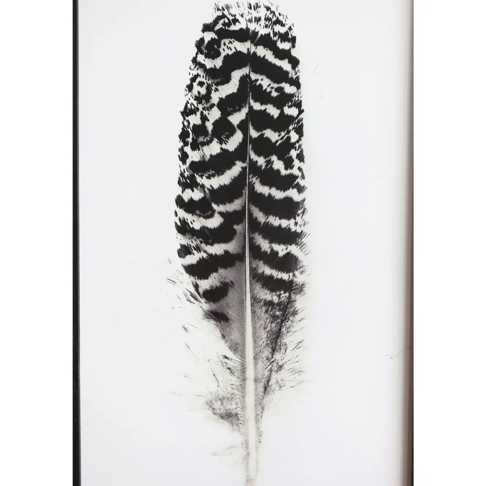 Chic Antique Bilderrahmen|Schilder, Wandbilder & Poster-Bild mit Federnmotiv und schwarzem Rahmen