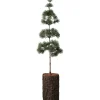 IB Laursen Kunstblumen & Kunstpflanzen|Weihnachtsdeko-Zedernbaum künstlich aufgestammt mit Rindenfuß